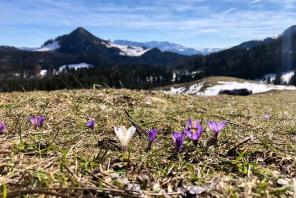 Krokusblüte am Heuberg